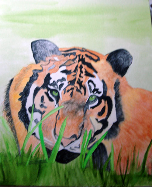 [Tiger-face-watercolor-wip-#.jpg]