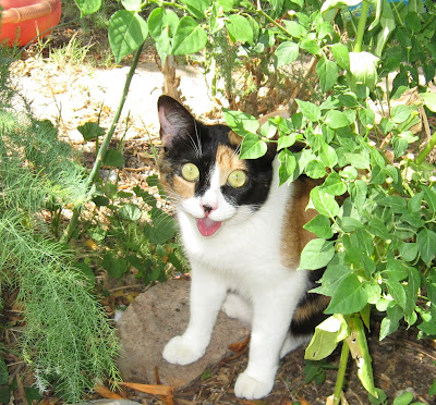 Kitten Cat... gardening guard.