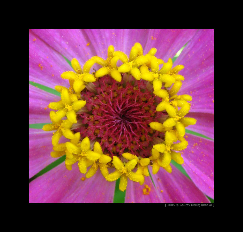 [gaurav.dhwaj.khadka.flower.nepal+(1).jpg]