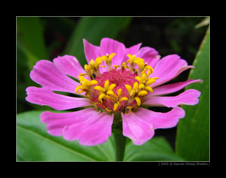 [gaurav.dhwaj.khadka.flower.nepal+(8).jpg]
