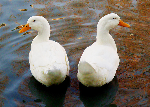 [Ducks+in+a+row.jpg]
