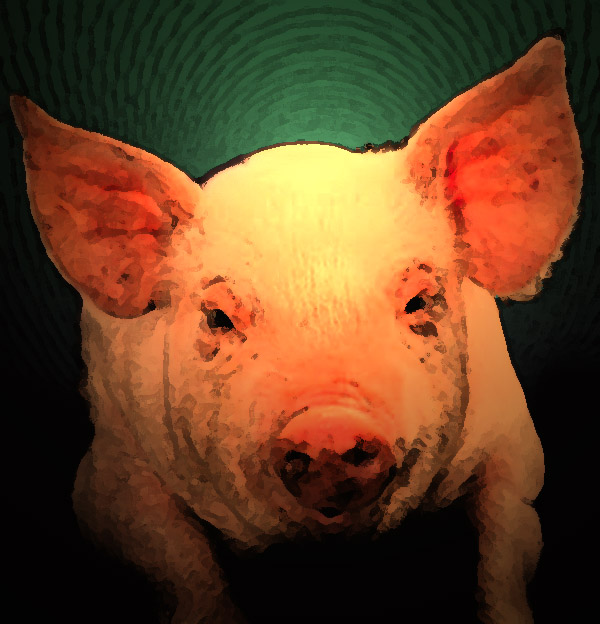 [401px-Pig_USDA01c0116.jpg]