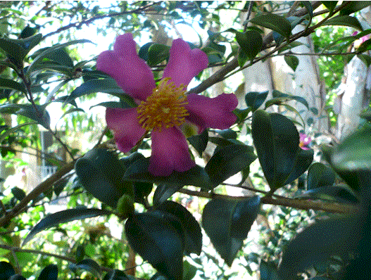 [camellia.gif]
