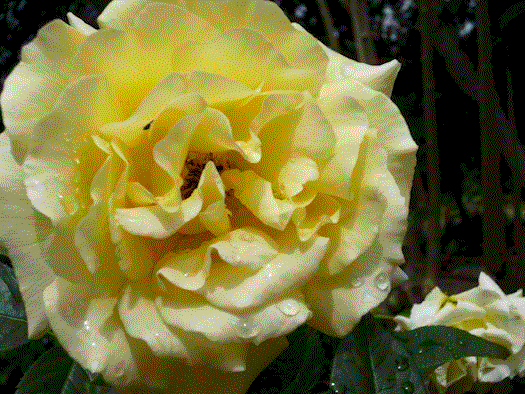 [yellow+rose+1.gif]