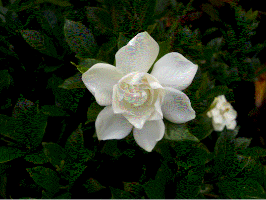 [gardenia.gif]