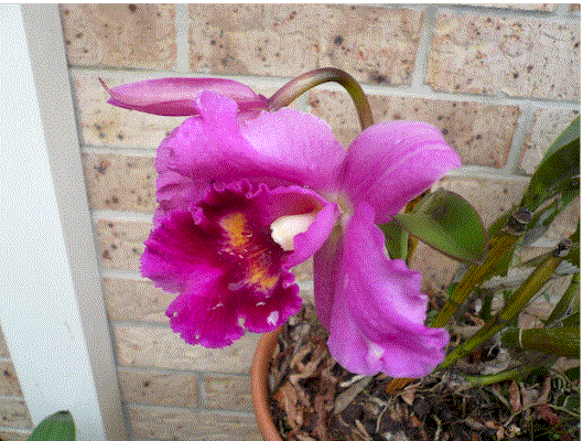 [orchid+1.gif]