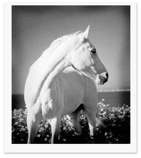 [white+horse.jpg]