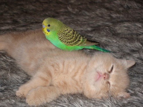 [cat+parakeet+2.bmp]