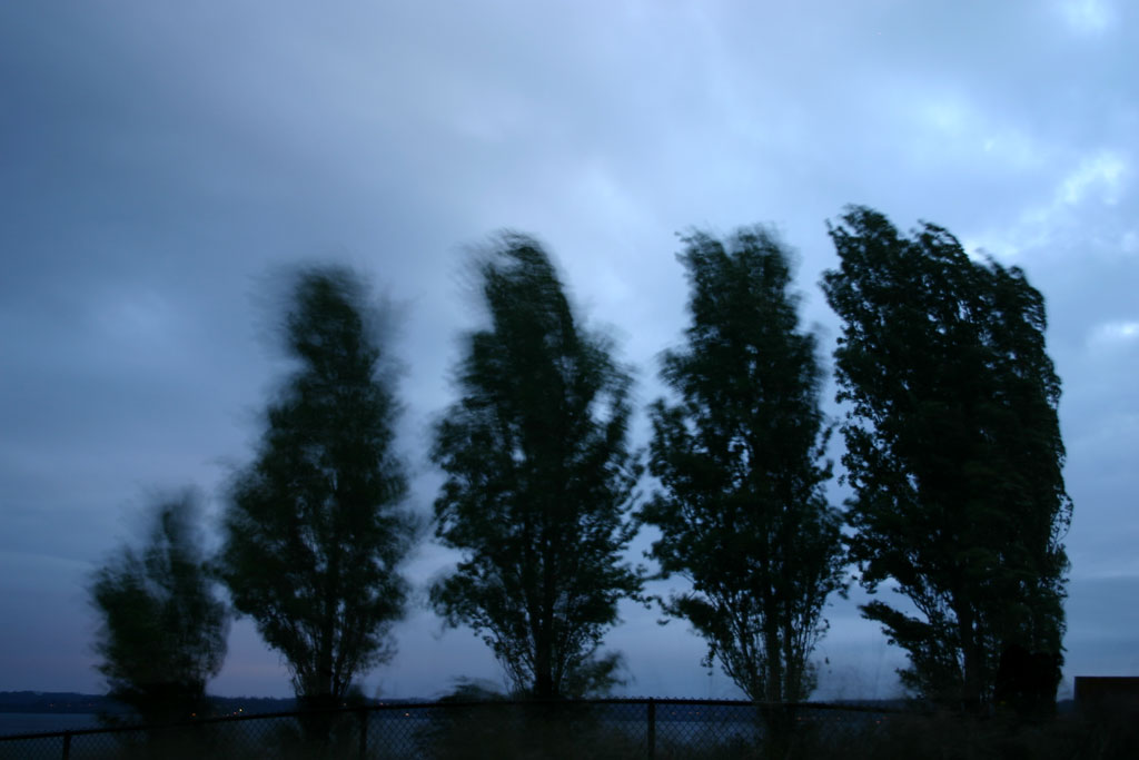 [Night-Wind-Trees.jpg]