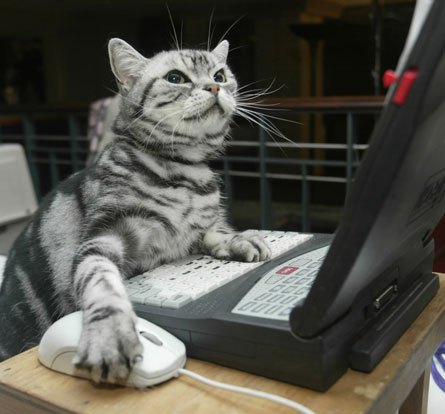 [cat-on-computer.jpg]