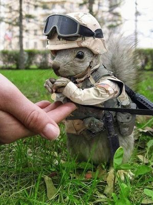 [army+squirrel+tickling.jpg]