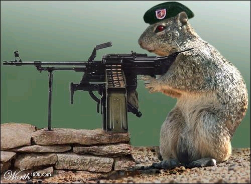 [army+squirrel+1.jpg]