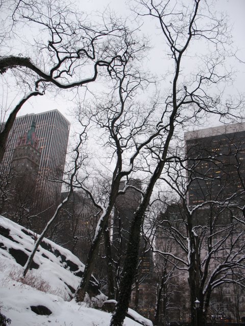 [snow+buildings+and+trees+Central+Park.jpg]