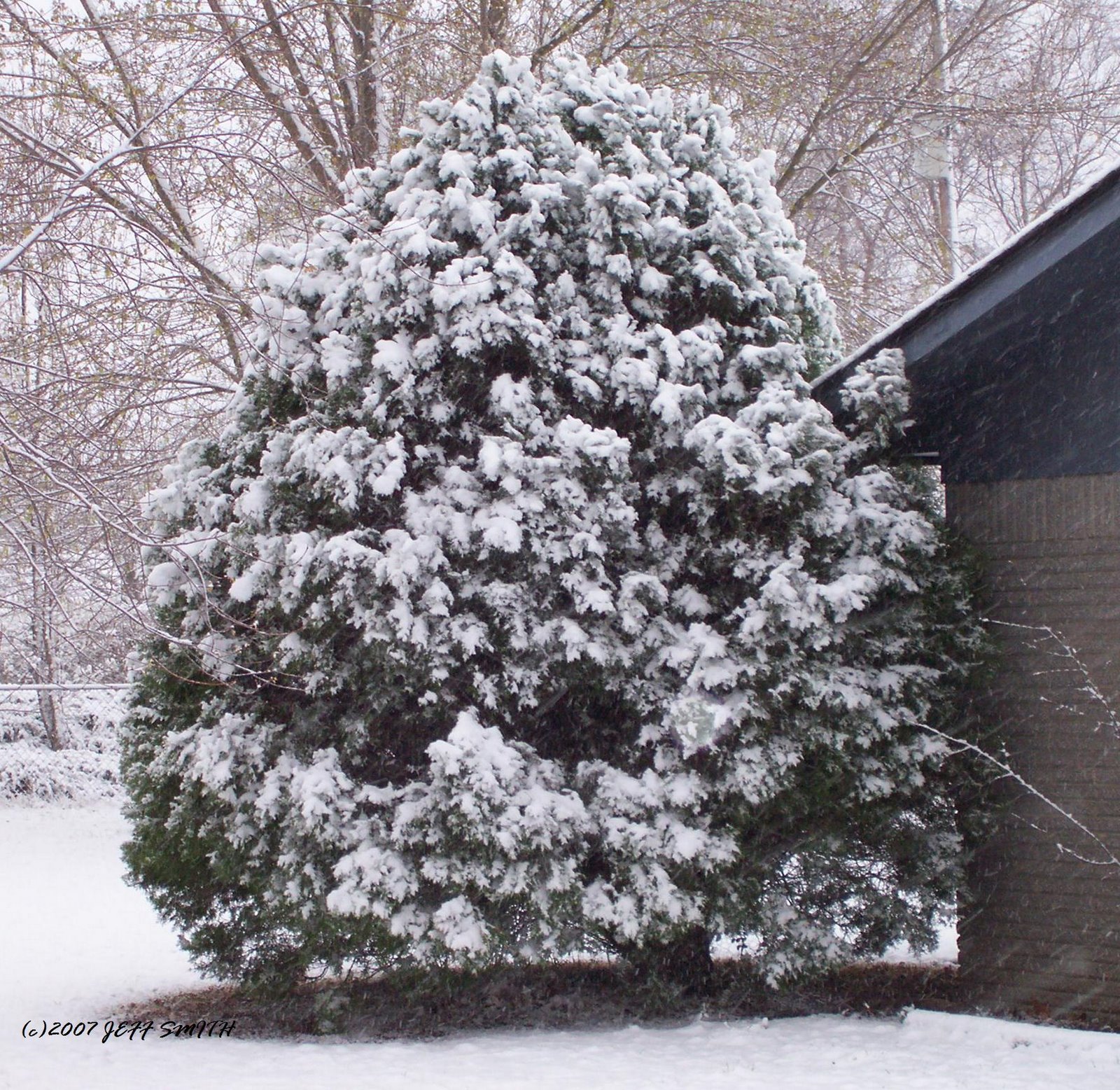 [snow+on+the+tree+COPYRIGHT.JPG]