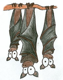 [bats_upside_down_small.jpg]
