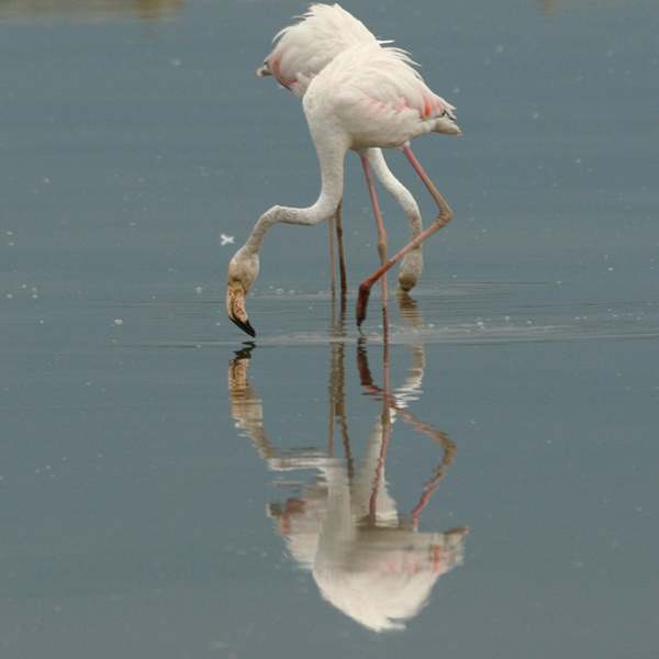 [Flamingo.-b.jpg]