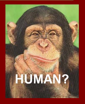 [Chimpanzee_thinking_poster.jpe]