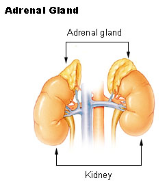 [adrenal_gland.jpg]