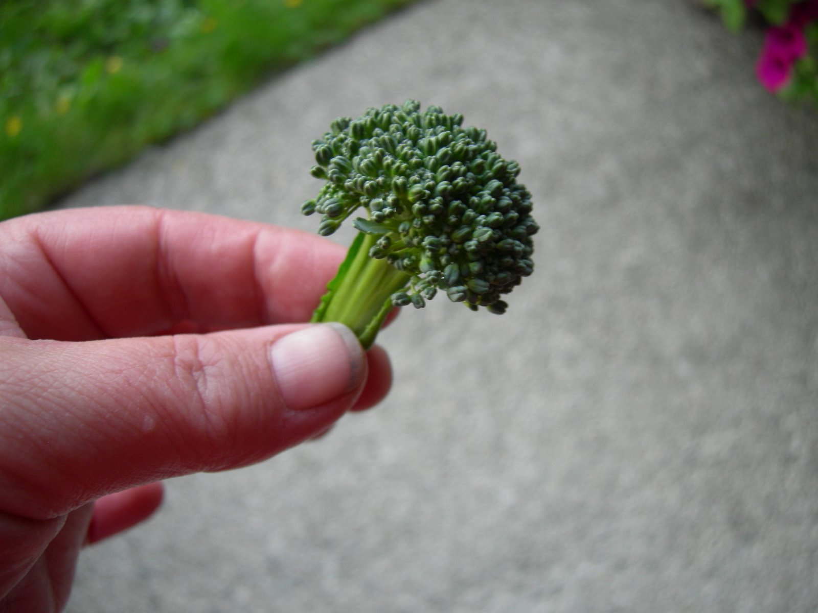 [Broccoli.JPG]