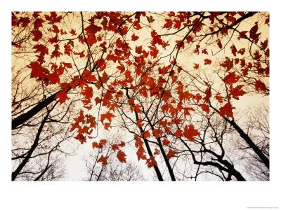 [Bare-Branches-and-Red-Maple-Leaves-Growing-Alongside-the-Hig.jpg]