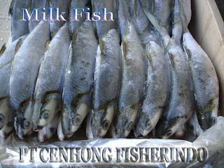 Offer Milk Fish