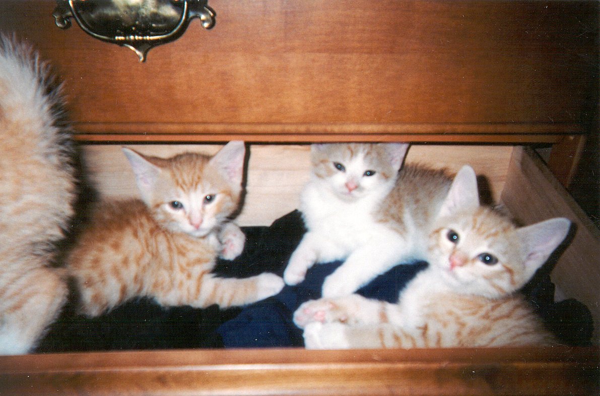 [kittens+in+drawer.jpg]
