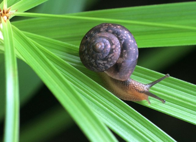 [snail+IMG_2471.jpg]