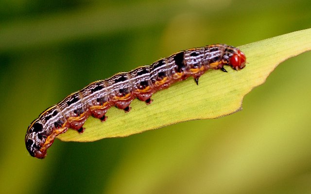 [caterpillar+IMG_3718.jpg]