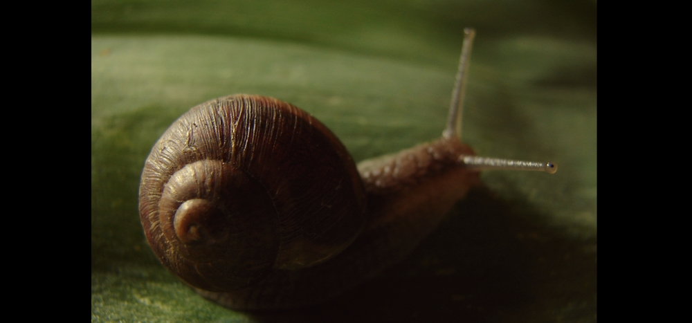 [beautiful+snail.JPG]