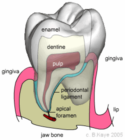 [molar.png]