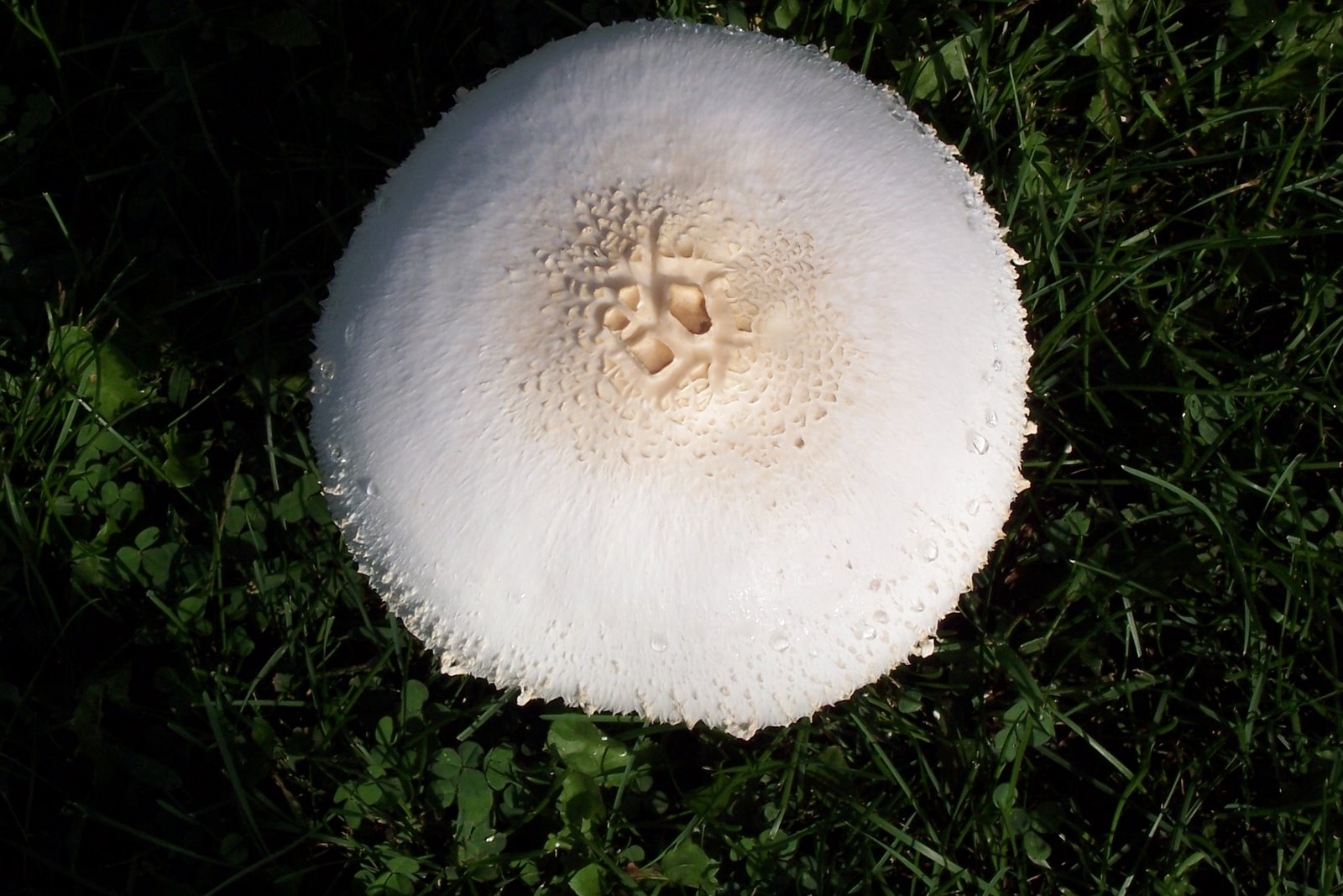 [mushrooms+012.jpg]