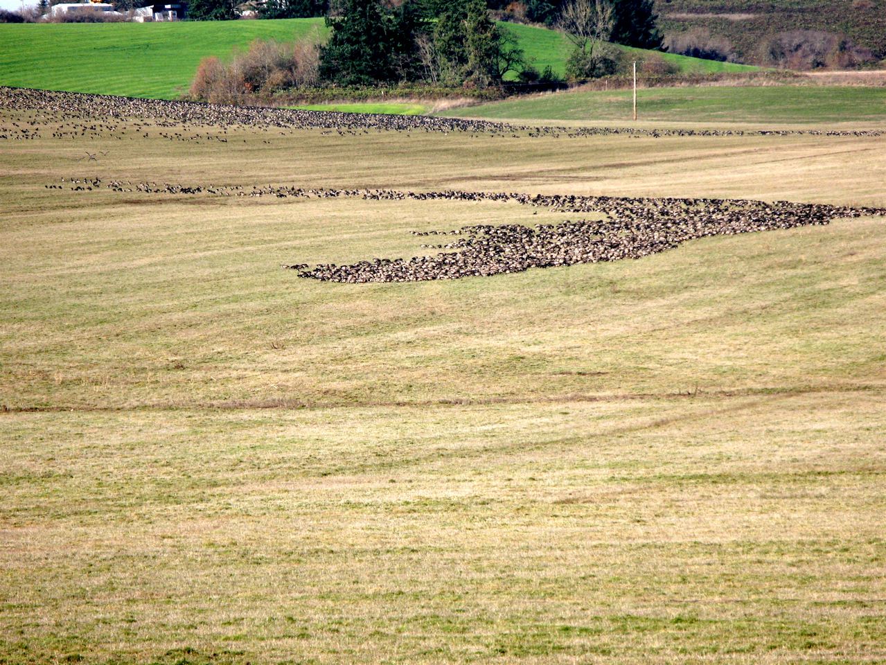 [thousand+geese]