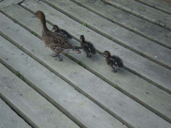 [family+of+ducks.JPG]