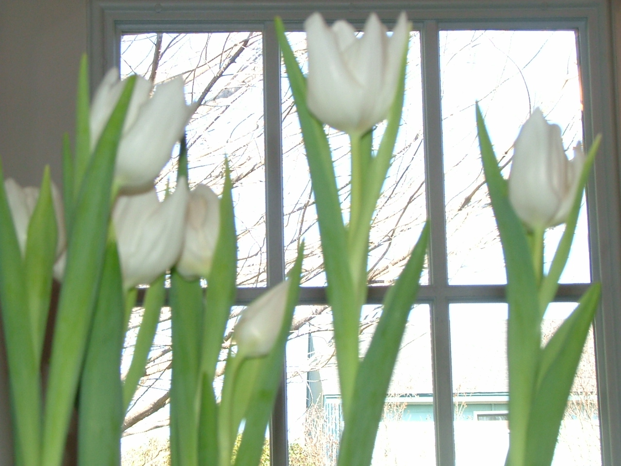 [Tulips+010.jpg]