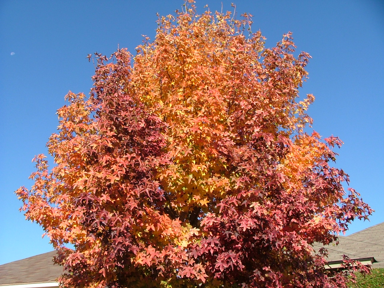 [Fall+tree.JPG]