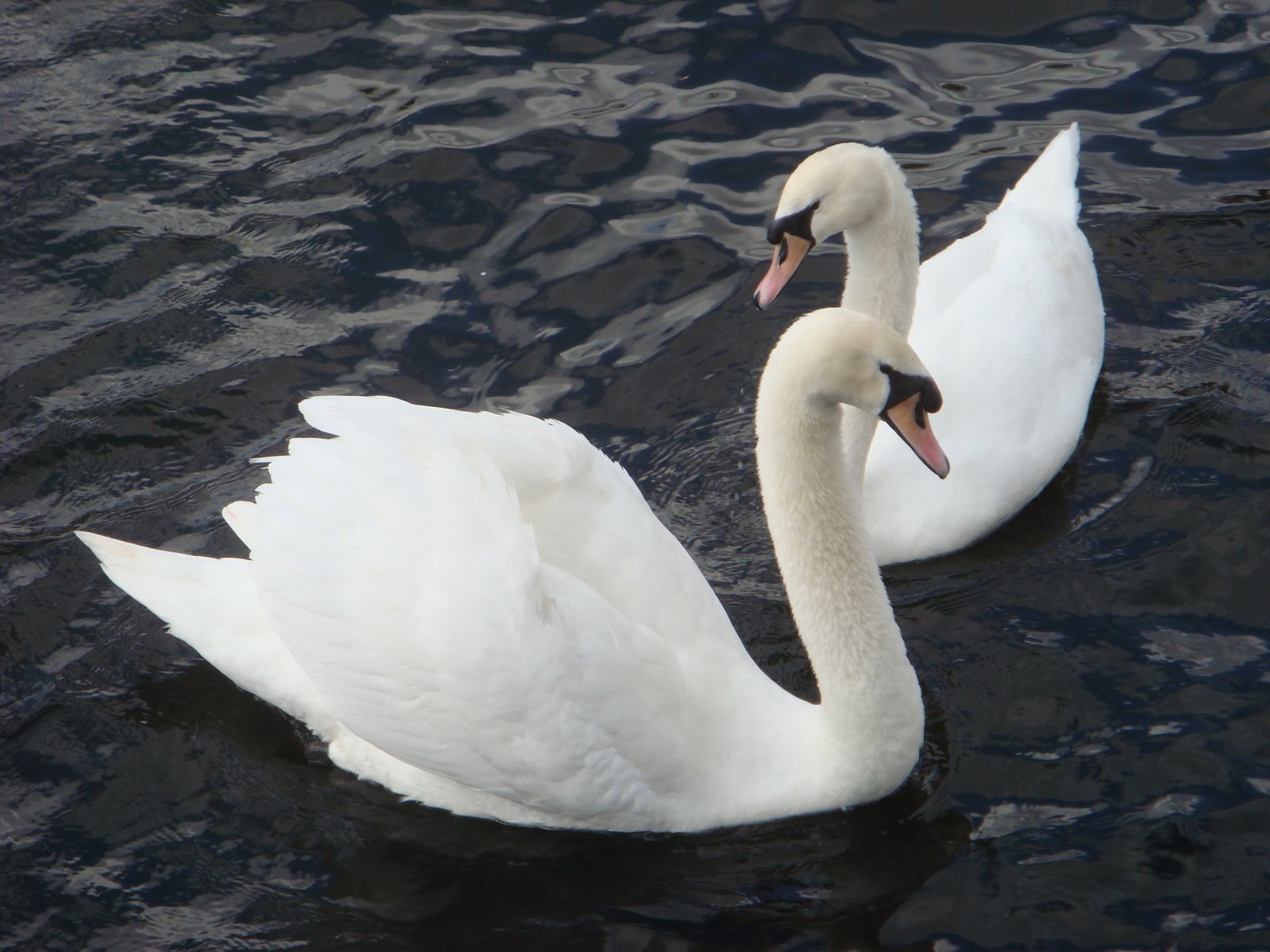 [swans+012.jpg]