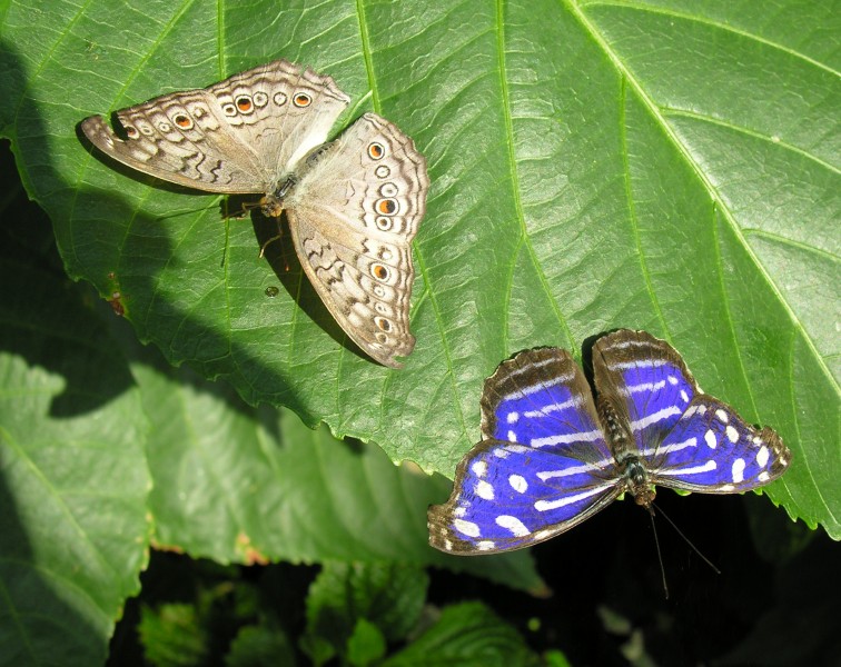 [Butterflys+2.jpg]