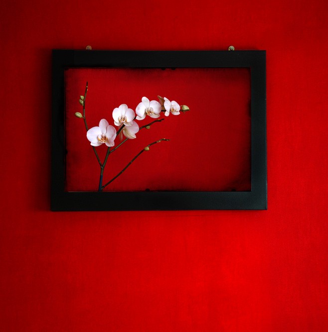 [another+white+orchid+on+red.jpg]