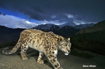 [Snow+Leopard+National+Geographic+Steve+Winter_web.jpg]