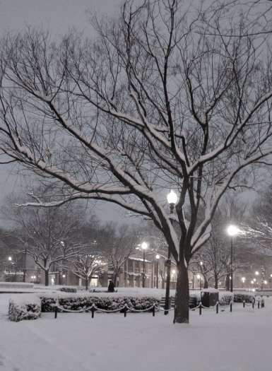 [IMG_7557+morning+snow+tree+monotone.jpg]