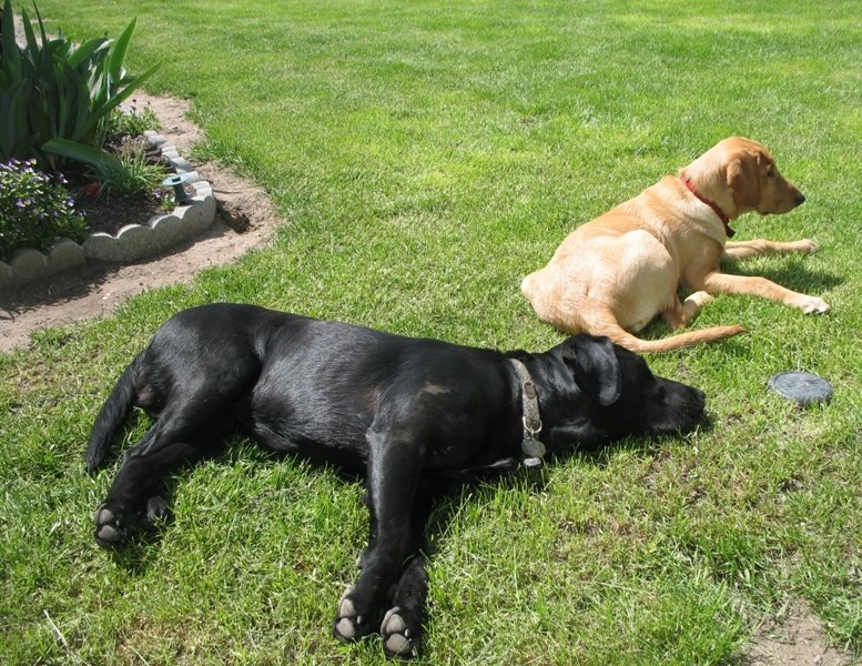 [dogs+in+the+sunshine+smaller.JPG]