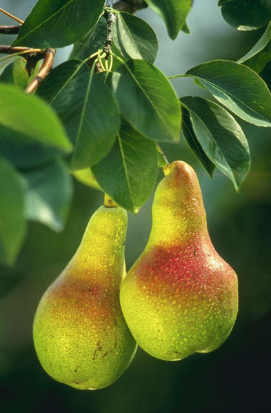 [393px-Pears.jpg]