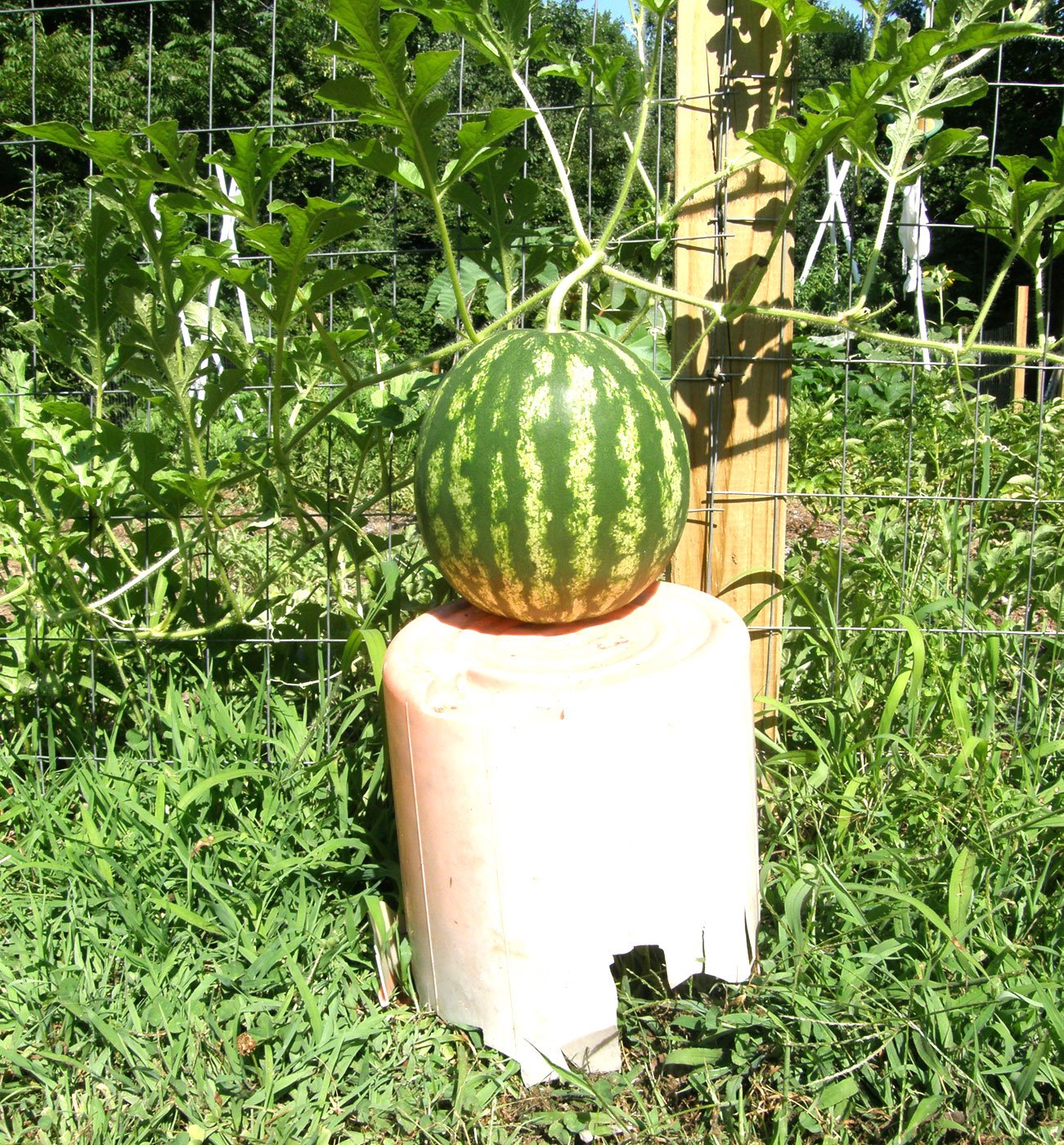 [watermelon-bucket.jpg]