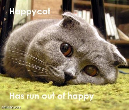 [happycat.jpg]