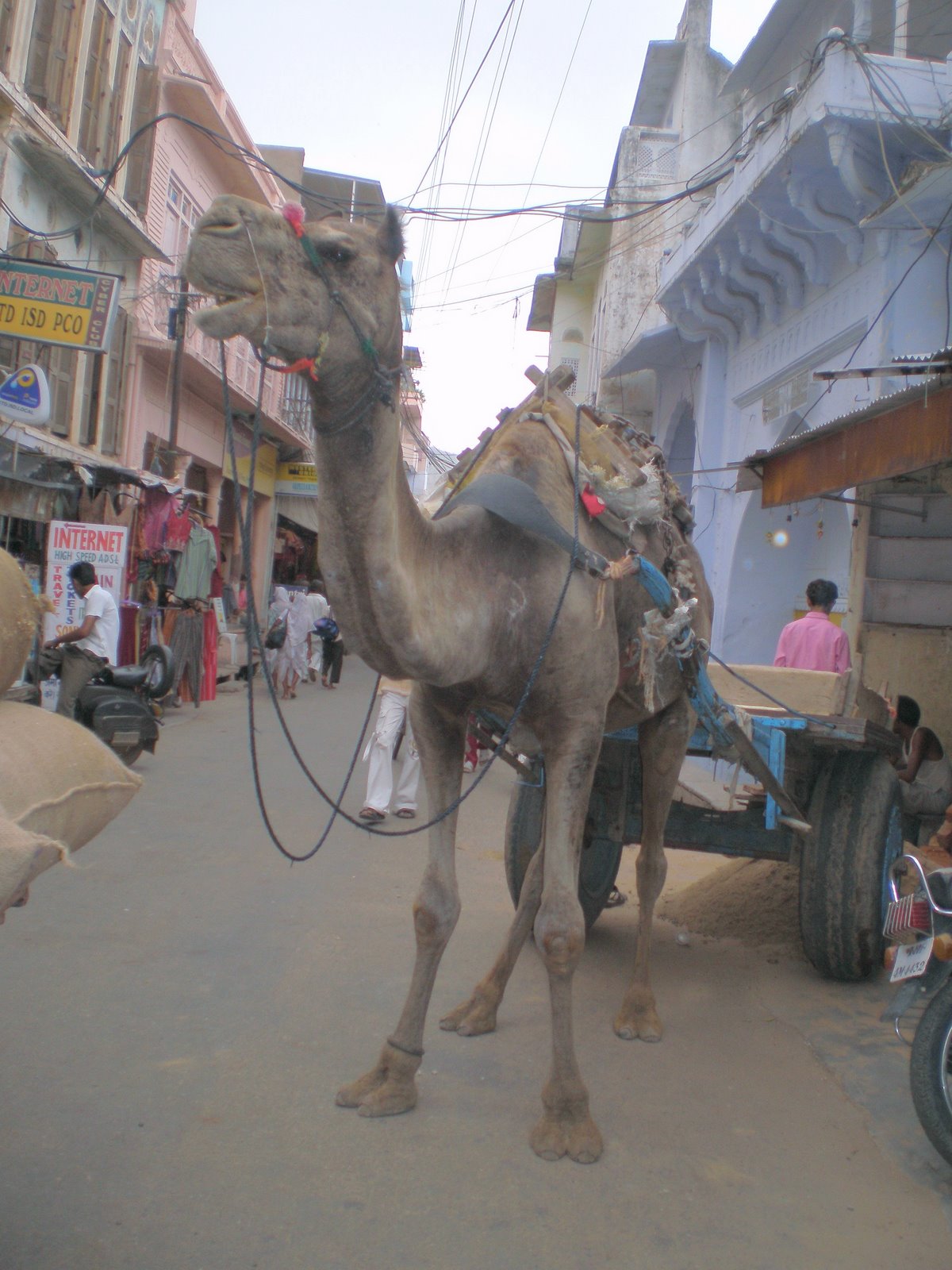 [camel+cart+on+a+street.jpg]