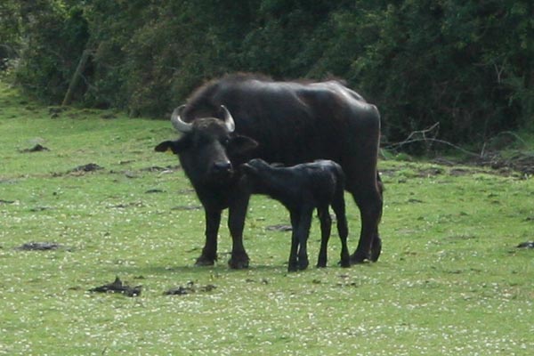 [baby+buffalo1+tues.jpg]