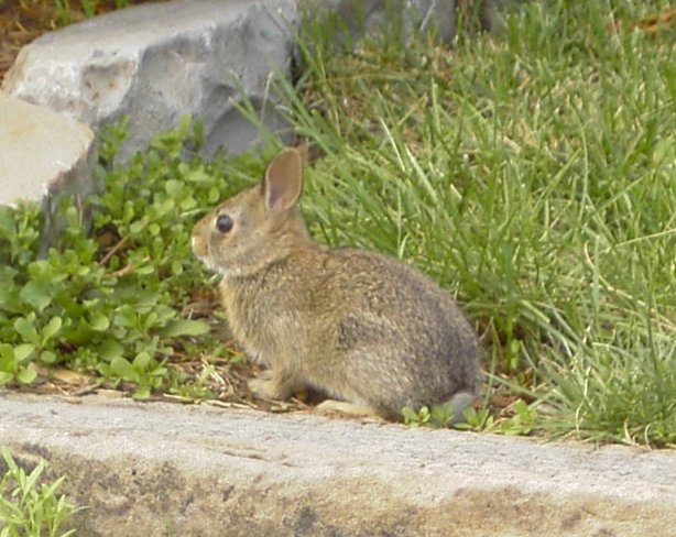 [rabbit-small.jpg]