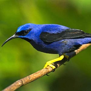 [bharatpur(birds)+copy.jpg]