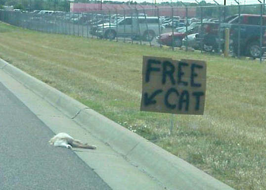 [free-cat.jpg]
