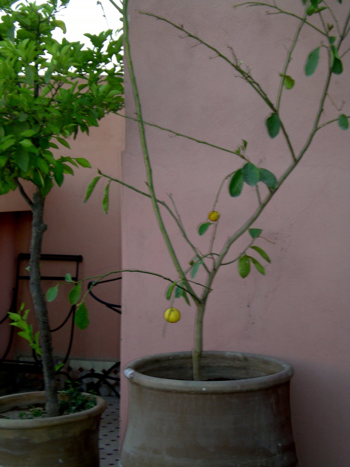 [lemon+tree.JPG]